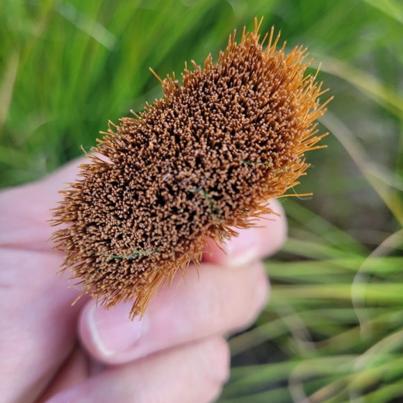 Vintage Mini Whisk Broom ~ Z.L. White Co. Columbus, OH ~ Antique? ~ Neat Item! - Picture 6 of 15